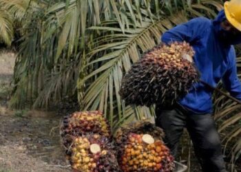 Kenaikan UMK Mukomuko 2025 Rp 3 Juta, FSPMI Kritik Tak Dibahasnya UMSK Sawit