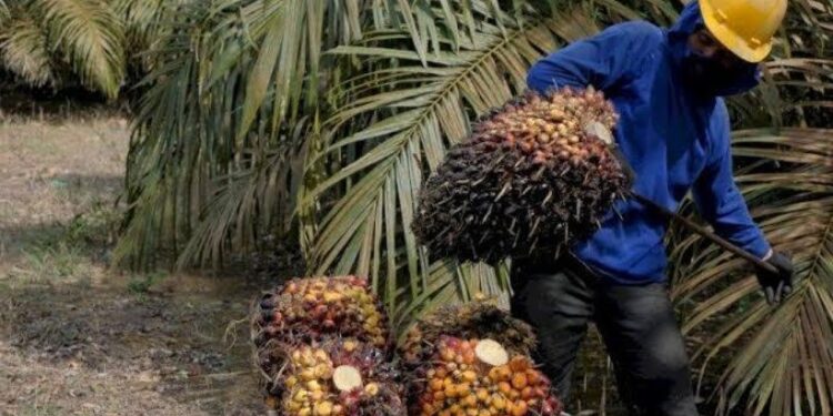 Kenaikan UMK Mukomuko 2025 Rp 3 Juta, FSPMI Kritik Tak Dibahasnya UMSK Sawit