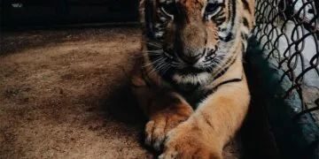 cara menggunakan Gemini AI untuk riset kata kunci kompetitor secara mendalam