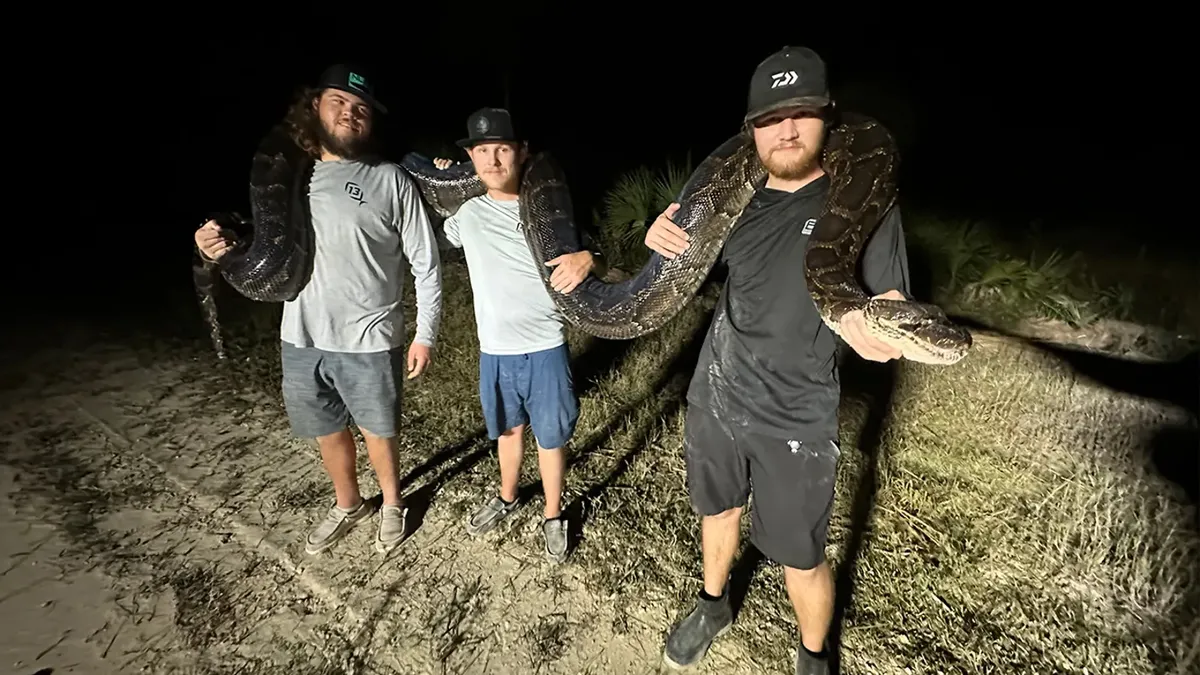 Peserta perburuan ular piton Burma dalam ajang Florida Python Challenge di Everglades