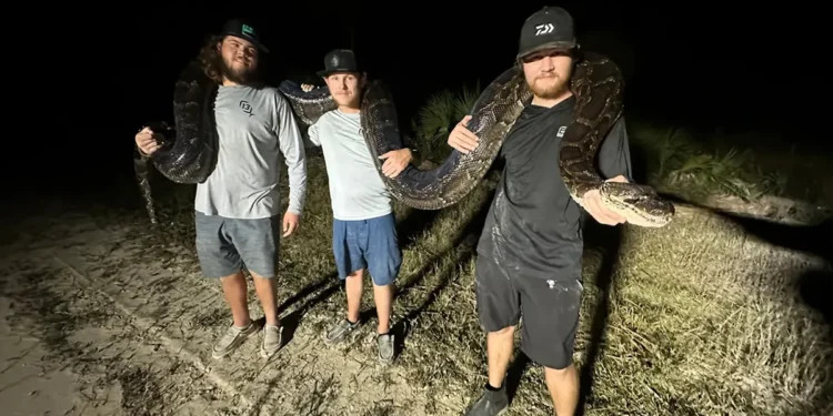 Perburuan ular piton Burma di kawasan rawa Taman Nasional Everglades Florida