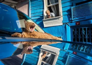 Pengumuman pemenang The Edge Street Photography Awards 2026